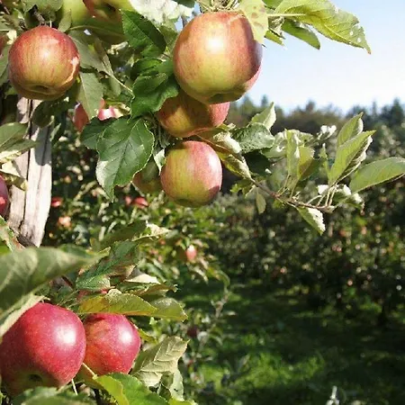 Merkantil Simenta Gasthuis
